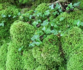 Bryophyte Stock Photo 03
