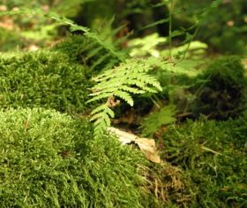 Bryophyte Stock Photo 04