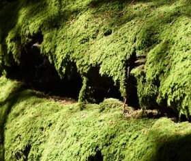 Bryophyte Stock Photo 05