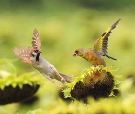 Carduelis sinica Stock Photo 01