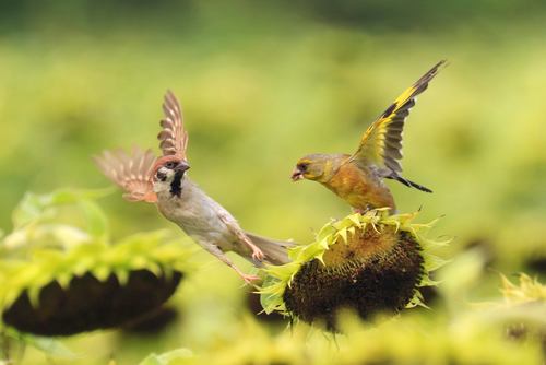 Carduelis sinica Stock Photo 01