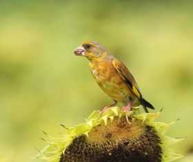 Carduelis sinica Stock Photo 02