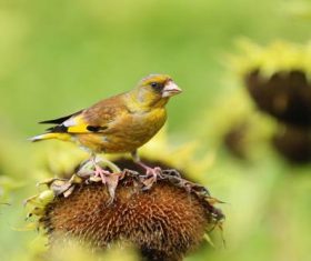 Carduelis sinica Stock Photo 03