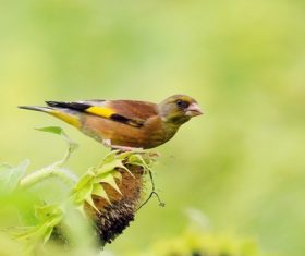 Carduelis sinica Stock Photo 04