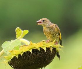 Carduelis sinica Stock Photo 05