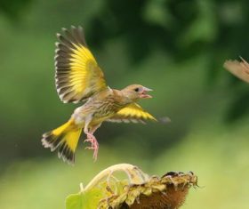 Carduelis sinica Stock Photo 06