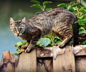 Cat on a wooden fence Stock Photo