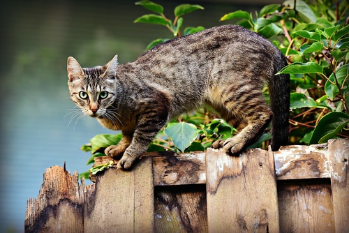 Cat on a wooden fence Stock Photo