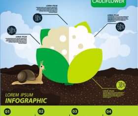 Cauliflower infographic template vector material