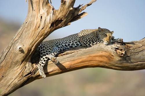 Cheetah resting on the tree Stock Photo