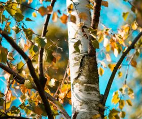 Close up of Birch Tree Stock Photo