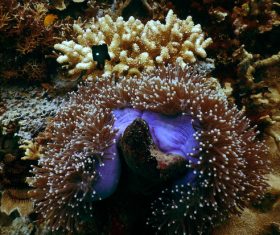 Coral in the sea Stock Photo 01