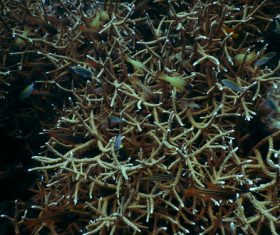 Coral in the sea Stock Photo 02