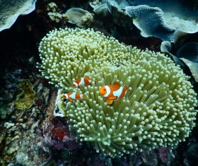 Coral in the sea Stock Photo 03