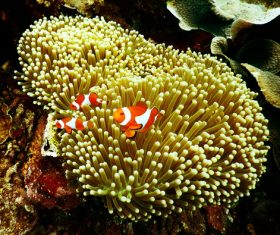 Coral in the sea Stock Photo 04