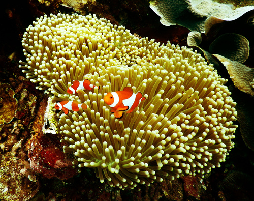 Coral in the sea Stock Photo 04