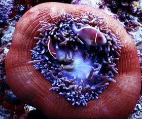 Coral in the sea Stock Photo 05