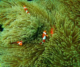 Coral in the sea Stock Photo 06