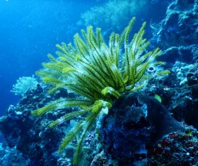 Coral in the sea Stock Photo 07