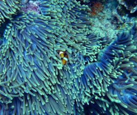 Coral in the sea Stock Photo 08