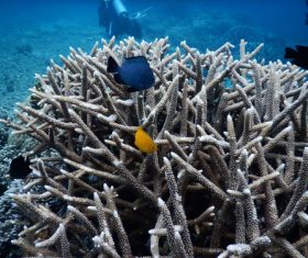 Coral in the sea Stock Photo 09