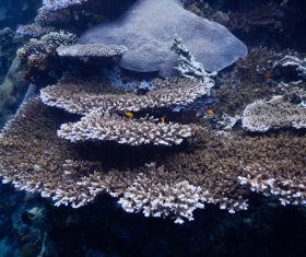 Coral in the sea Stock Photo 10
