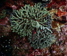 Coral in the sea Stock Photo 11