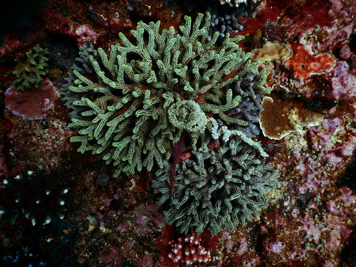 Coral in the sea Stock Photo 11