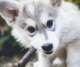Cute husky puppies Stock Photo