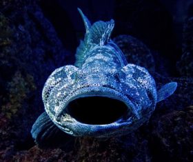 Deep sea blue bigmouth fish Stock Photo