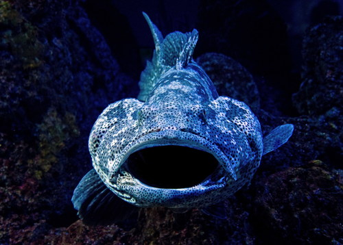 Deep sea blue bigmouth fish Stock Photo
