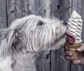 Dog Licking Ice Cream Stock Photo