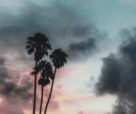 Dusk sky and trees Stock Photo