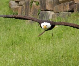 Eagle spread wings to fly Stock Photo 02
