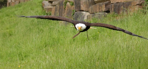 Eagle spread wings to fly Stock Photo 02
