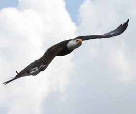 Eagle spread wings to fly Stock Photo 03