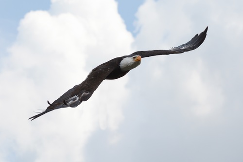 Eagle spread wings to fly Stock Photo 03