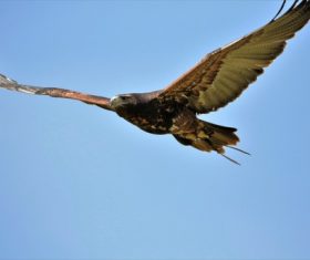 Eagle spread wings to fly Stock Photo 04