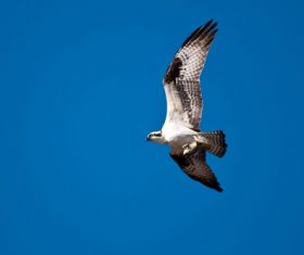 Eagle spread wings to fly Stock Photo 05