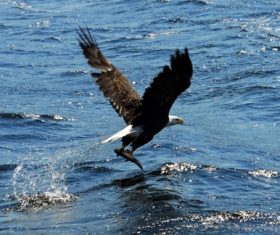 Eagle spread wings to fly Stock Photo 06