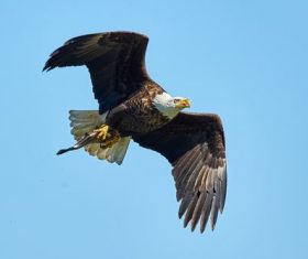 Eagle spread wings to fly Stock Photo 07