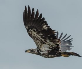 Eagle spread wings to fly Stock Photo 09