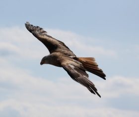 Eagle spread wings to fly Stock Photo 10