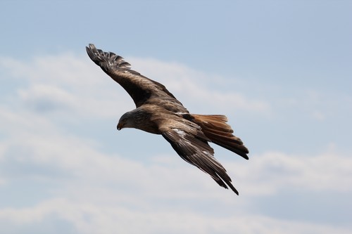 Eagle spread wings to fly Stock Photo 10