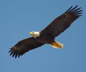 Eagle spread wings to fly Stock Photo 11