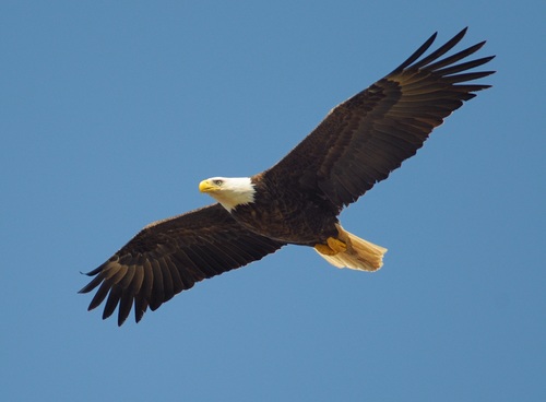 Eagle spread wings to fly Stock Photo 11