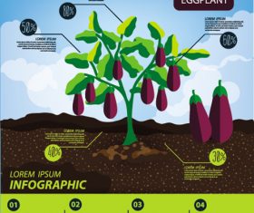 Eggplant infographic template vector material