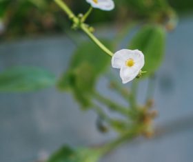 Elegant wildflowers Stock Photo 10