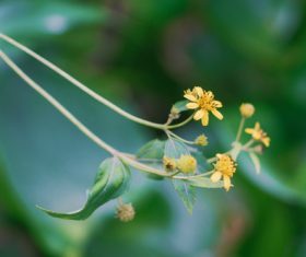 Elegant wildflowers Stock Photo 11