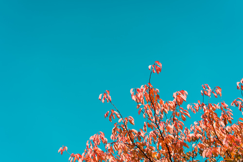Fall Tree Against Bright Sky Stock Photo